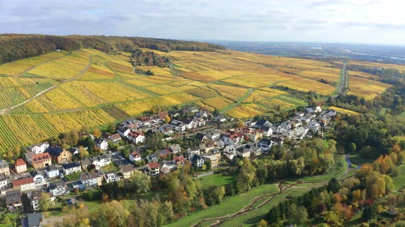 Vineyards in autumn, Rheingau, Oestrich-Winkel, Hesse, Germany alt