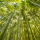 Low angle view of green tall bamboos in forest - PhotoDune Item for Sale
