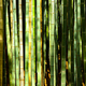 Isolated Close-up of Green Bamboo Tree Trunks in forest - PhotoDune Item for Sale