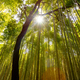 Low angle view of tree silhouette in a bamboo in forest on sunny day - PhotoDune Item for Sale