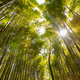 Low angle view of bamboo grove in forest against the sun - PhotoDune Item for Sale