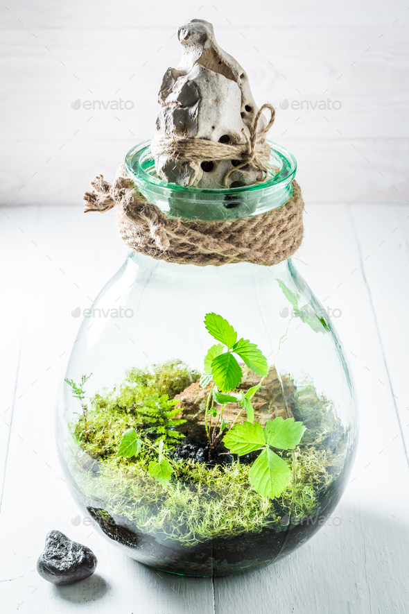 Beautiful rain forest in a jar, save the earth idea Stock Photo by Shaiith