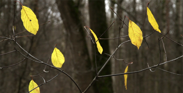 The Last Leaves In The Autumn Forest
