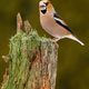 Hawfinch singing on mossed stump in vertical shot in spring - PhotoDune Item for Sale