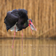 Black stork fishing in wetland in springtime nature - PhotoDune Item for Sale
