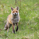 Red fox approaching on grassland in summertime nature - PhotoDune Item for Sale