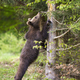 Juvenile brown bear sniffing lean on the tree in forest - PhotoDune Item for Sale
