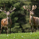 Two red deer with velvet antlers standing on meadow - PhotoDune Item for Sale