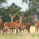 Bunch of red deer standing on grassland in summer nature - PhotoDune Item for Sale