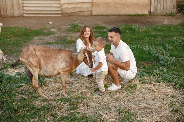 Family spending time together outside with a goat - Stock Photo - Images