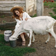 Putdoor portrait of young happy woman with goat - PhotoDune Item for Sale