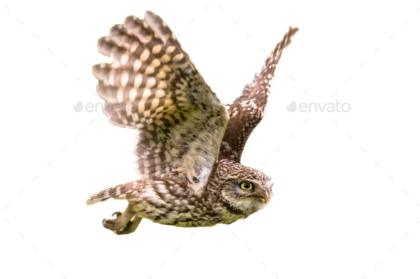 Little Owl flying on white background