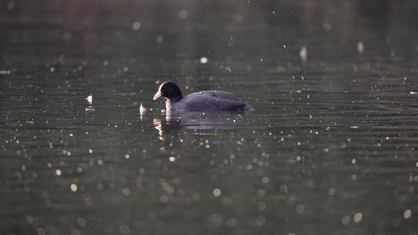 4K wildlife landscape of a white winged coot, fulica leucoptera; foraging on a swampy lake for aquat alt