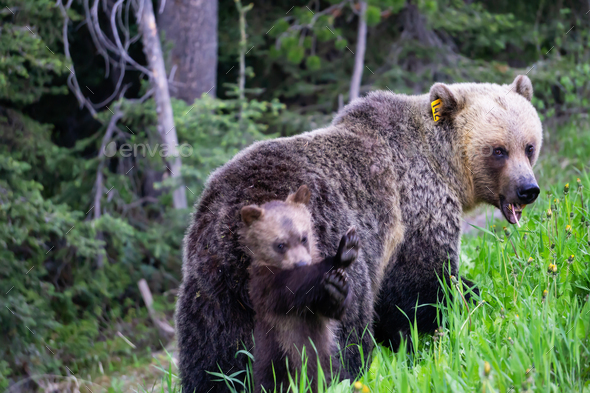 Mother Grizzly Bear with her cubs is eating weeds and grass in the nature
