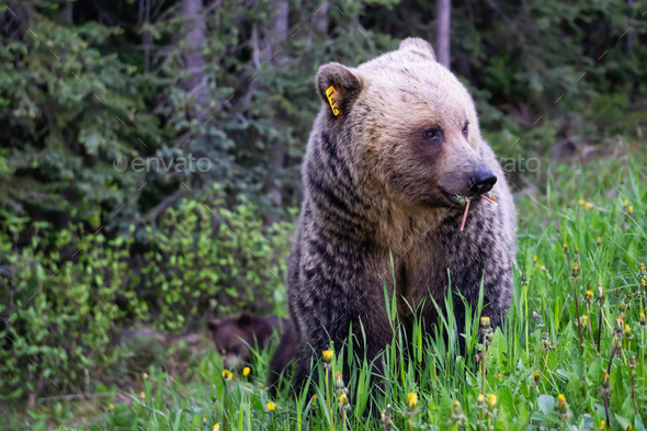 Mother Grizzly Bear is eating weeds and grass in the nature