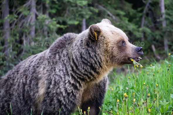 Mother Grizzly Bear is eating weeds and grass in the nature