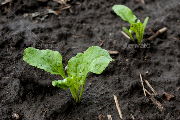 fresh leaves, sugar beet sprouts young on the field after rain