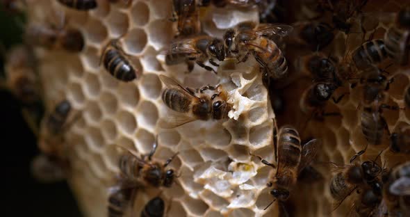 European Honey bee, Apis mellifera, Bees working on a Wild Ray, Alveolus filled with Honey alt