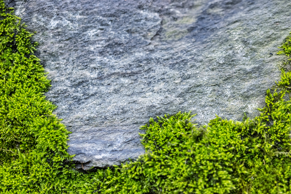 moss background on rocks - Stock Photo - Images