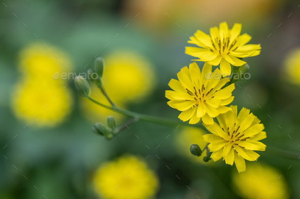 closeup of the small yellow flowers in spring - Stock Photo - Images