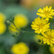 closeup of the small yellow flowers in spring - PhotoDune Item for Sale