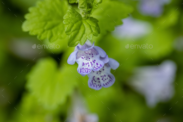 Glechoma longituba flower closeup - Stock Photo - Images