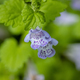 Glechoma longituba flower closeup - PhotoDune Item for Sale