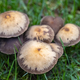 wild mushrooms in park lawn - PhotoDune Item for Sale