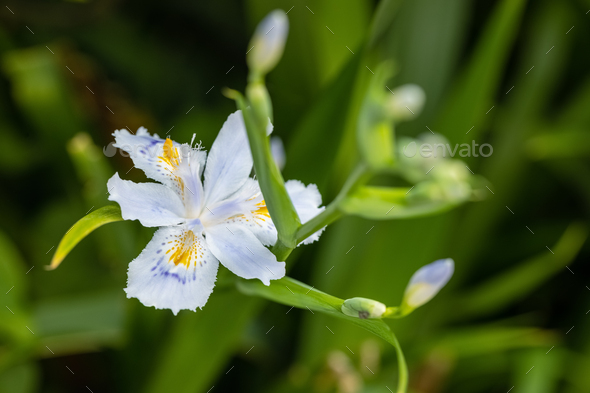 Iris japonica flower closeup - Stock Photo - Images