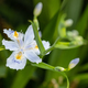 Iris japonica flower closeup - PhotoDune Item for Sale