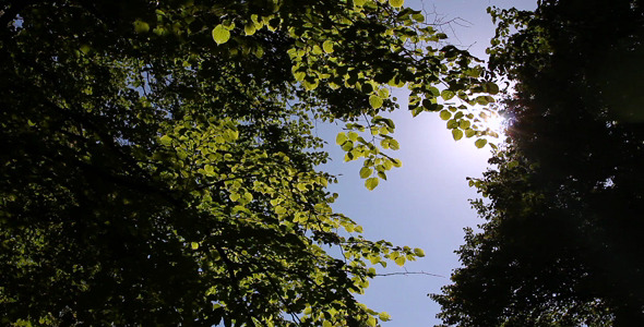 Sun Reflection Throw Tree Leaves