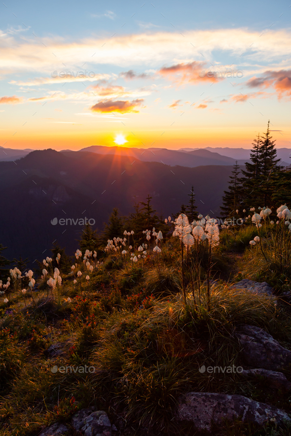 Wild Flowers on top of Mountain. Sunset Sky. Nature Background