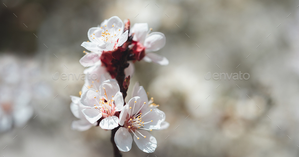 Branches of blossoming cherry and bee macro with soft focus on blue background. Easter and spring
