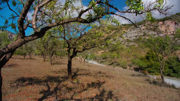 POV Walk Between Trees on Mountain Road in Summer alt