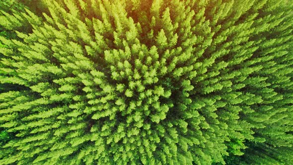 Beautiful tropical pine forest. 4K alt