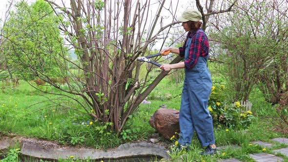 Woman Gardener Cuts Off The Branches By Pruner