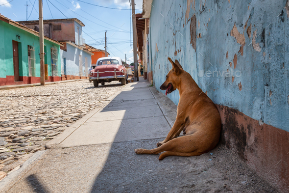 Homeless Street dog relaxing in a shade during a hot and sunny day