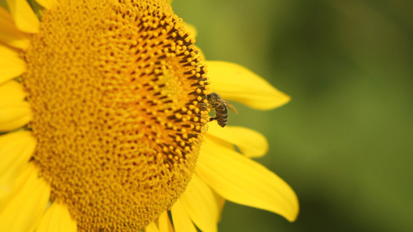 Bee On Sunflower 8
