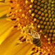 Bee On Sunflower 14 Bee On Sunflower 14 - VideoHive Item for Sale