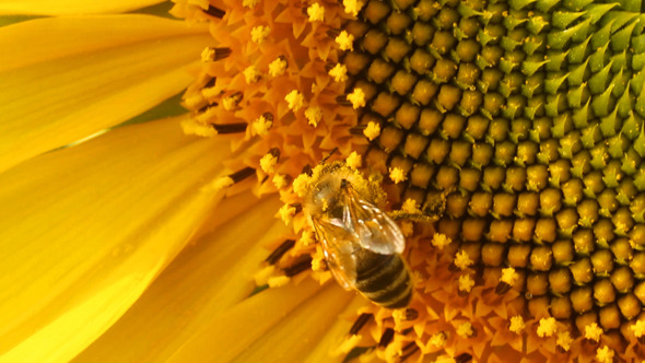 Bee On Sunflower 14