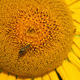 Bee On Sunflower 3 Bee On Sunflower 3 - VideoHive Item for Sale