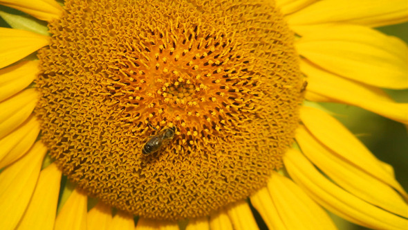 Bee On Sunflower 3