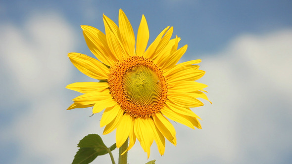 Sunflowers 26
