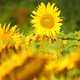 Sunflowers 17 Sunflowers 17 - VideoHive Item for Sale