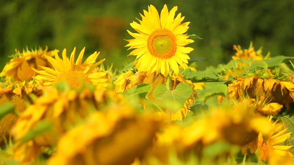 Sunflowers 17