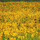 Sunflowers 5 Sunflowers 5 - VideoHive Item for Sale