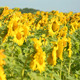Sunflowers 4 Sunflowers 4 - VideoHive Item for Sale