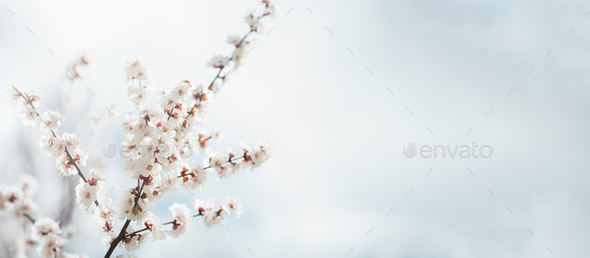 Branches of blossoming cherry macro with soft focus Easter and spring greeting cards. Springtime