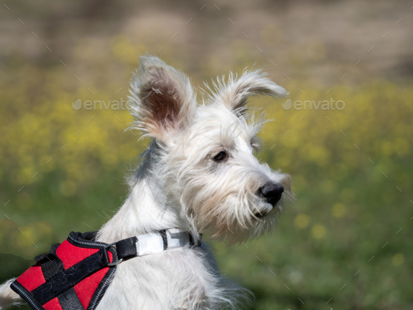 Puppy schnauzer puppy in white color and with red harness watch closely