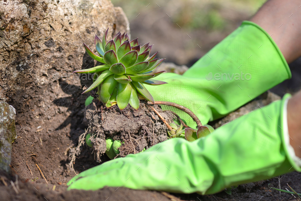 Gardener planting sempervivum plant in the garden. Spring garden works concept - Stock Photo - Images